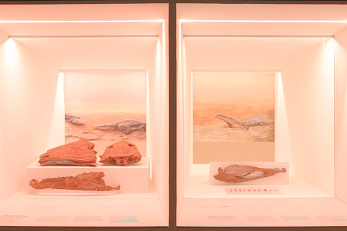 Réplica Mandíbula de Dinossauro