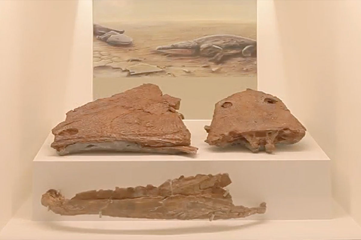 Réplica Mandíbula de Dinossauro