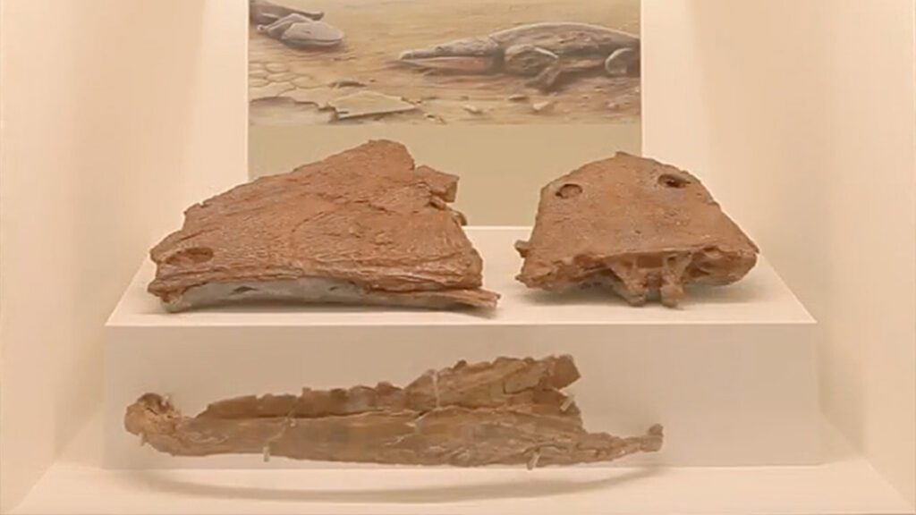Réplica Mandíbula de Dinossauro
